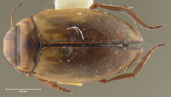Media type: image;   Entomology 23895 Aspect: habitus dorsal view